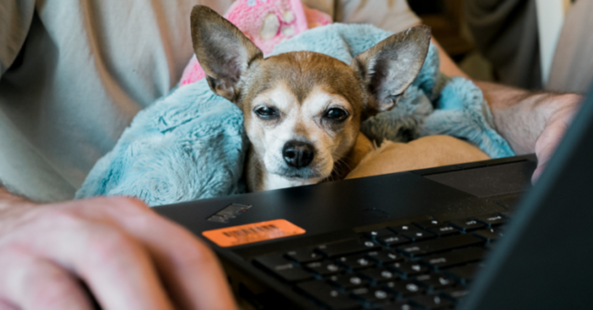 working at home with dog